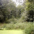 Sights of Birmingham: The Moseley Bog